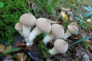 Lycoperdon perlatum (6)